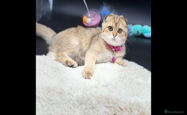 Scottish Fold cats Scottish Fold Kittens with TICA Registration - Advert 1