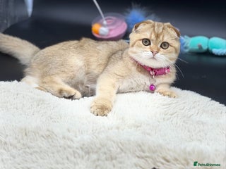 Scottish Fold cats Scottish Fold Kittens with TICA Registration - Advert 5
