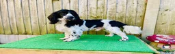 Cocker Spaniel dogs for sale: Ready Now RKC Reg DNA CLEAR Show Cocker Female in Fareham - Advert 7