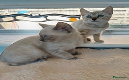 Bengal cats for sale: Tica RG Blue silver snows - Image 19