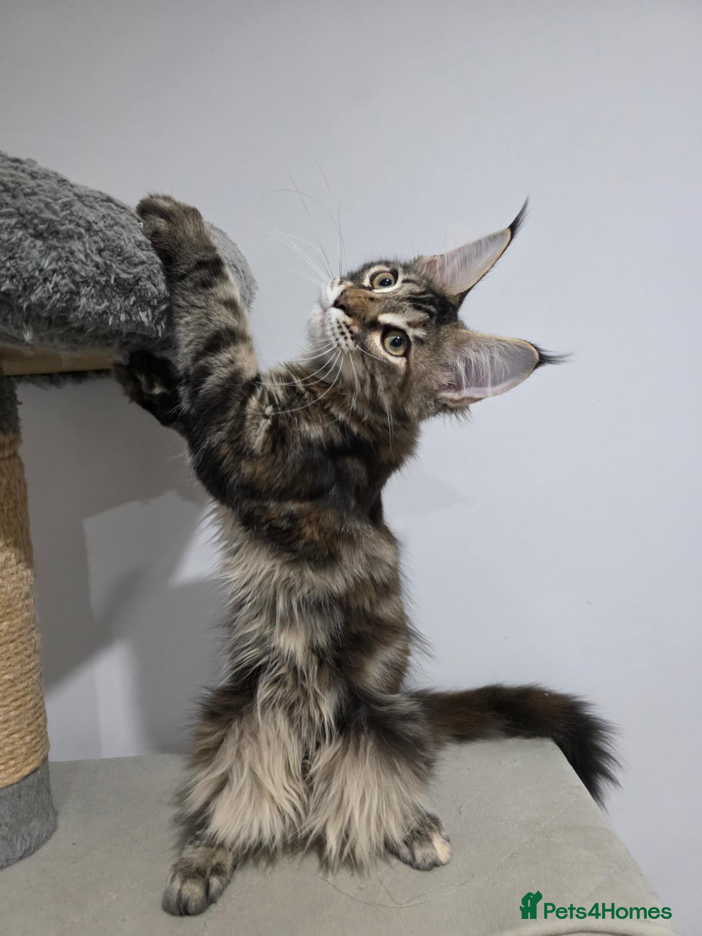 Maine Coon cats TICA Maine Coon Kittens | Russian Bloodlines - Advert 1