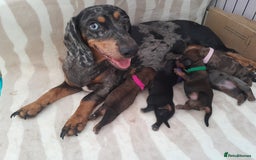 Dachshund dogs for sale: Last beautiful dachshund left. - Image 5