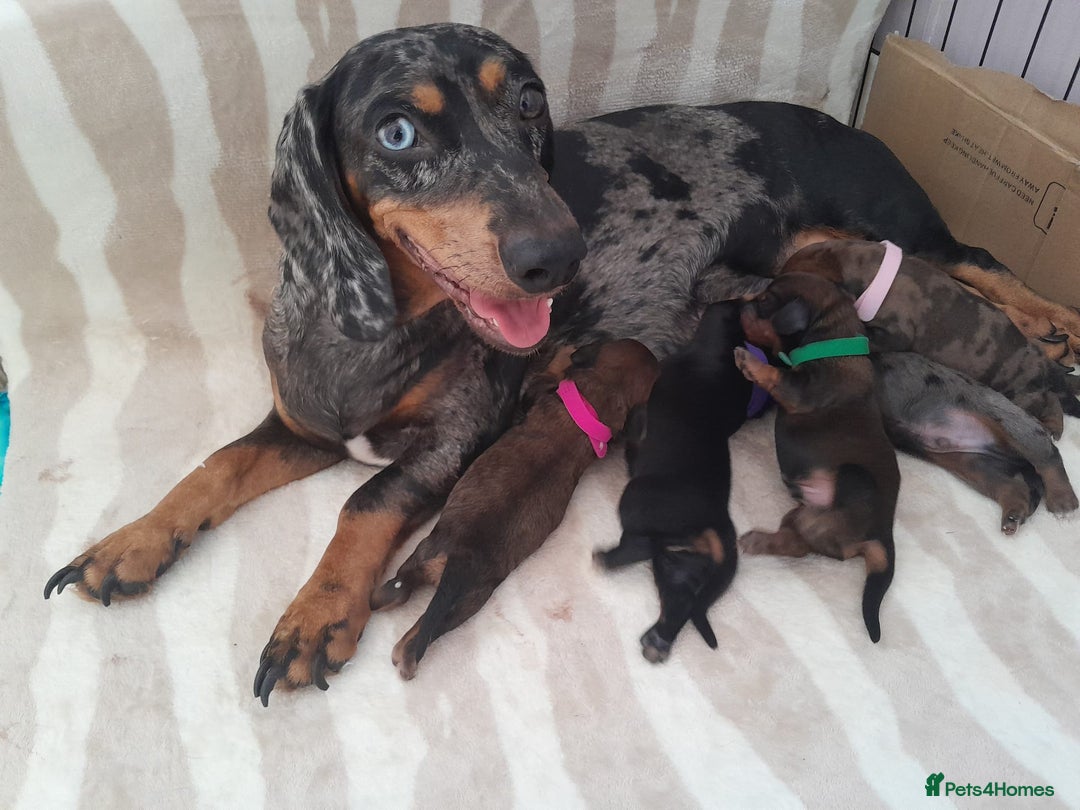 Dachshund dogs for sale: Last beautiful dachshund left. - Image 5