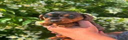 Dachshund dogs for sale: Dachshund puppies in Leicester - Advert 12