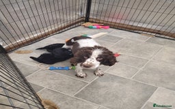 Cockapoo dogs for sale: 3 Stunning Black F1 Show Type Cockapoos  in Mansfield - Image 7
