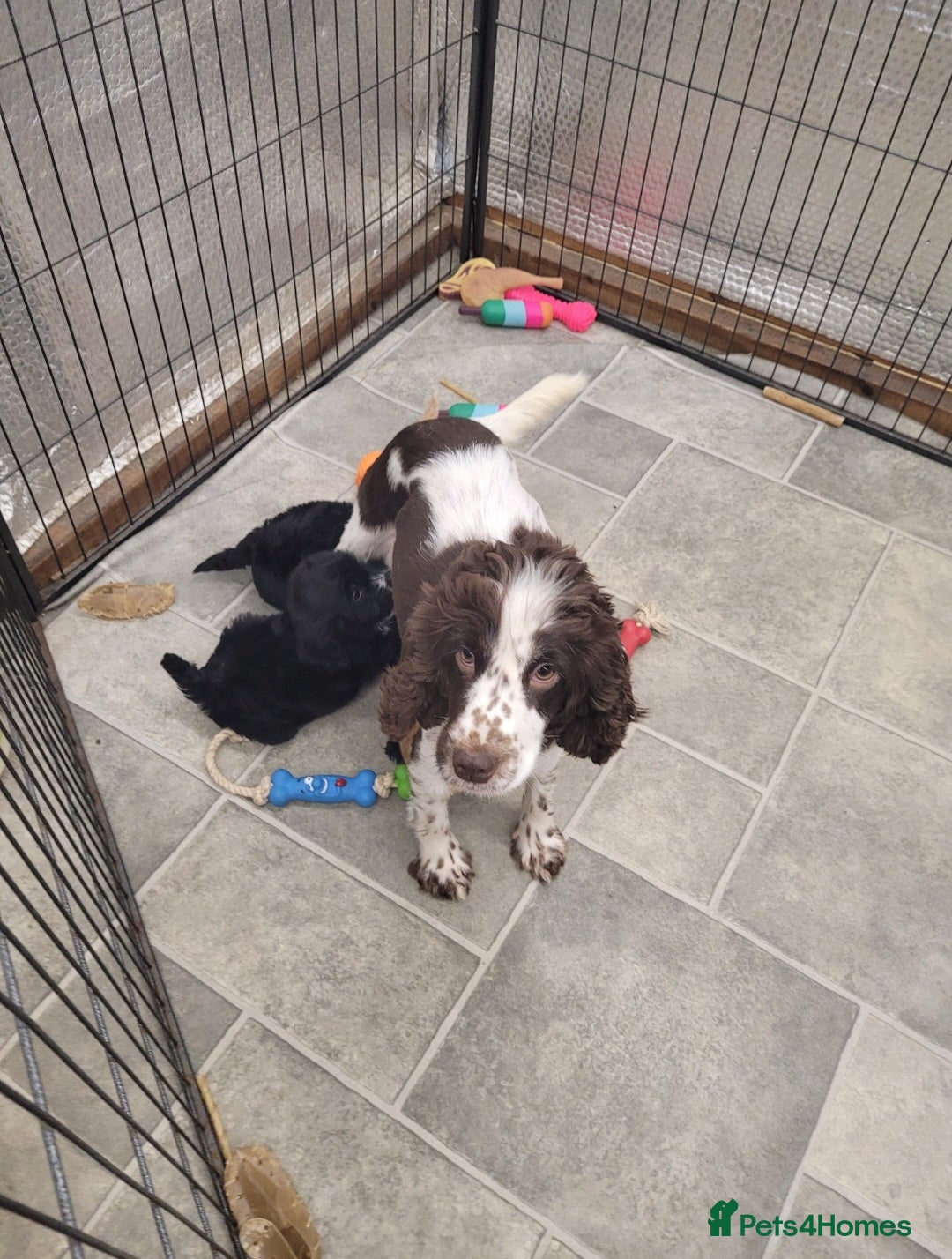 Cockapoo dogs for sale: 3 Stunning Black F1 Show Type Cockapoos  in Mansfield - Image 7