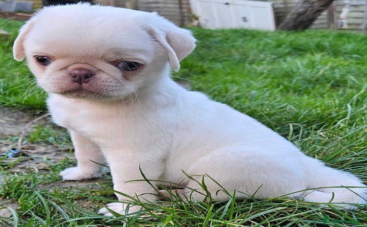 Pug dogs Lilac and tan - Advert 9