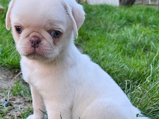 Pug dogs Lilac and tan - Advert 9