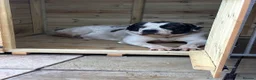 Mixed Breed dogs for sale: Central Asian shepherd cross  - Advert 1