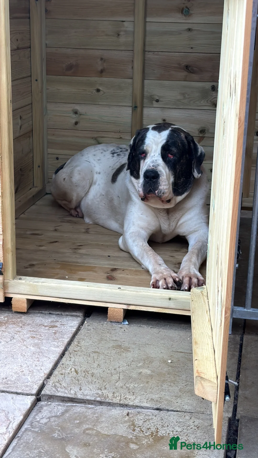 Mixed Breed dogs for sale: Central Asian shepherd cross  - Advert 1