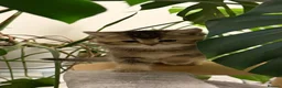 British Shorthair cats for sale: British shorthair kittens  - Advert 3