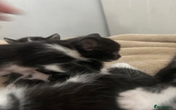 Mixed Breed cats for sale: Beautiful marking very fluffy  - Image 22