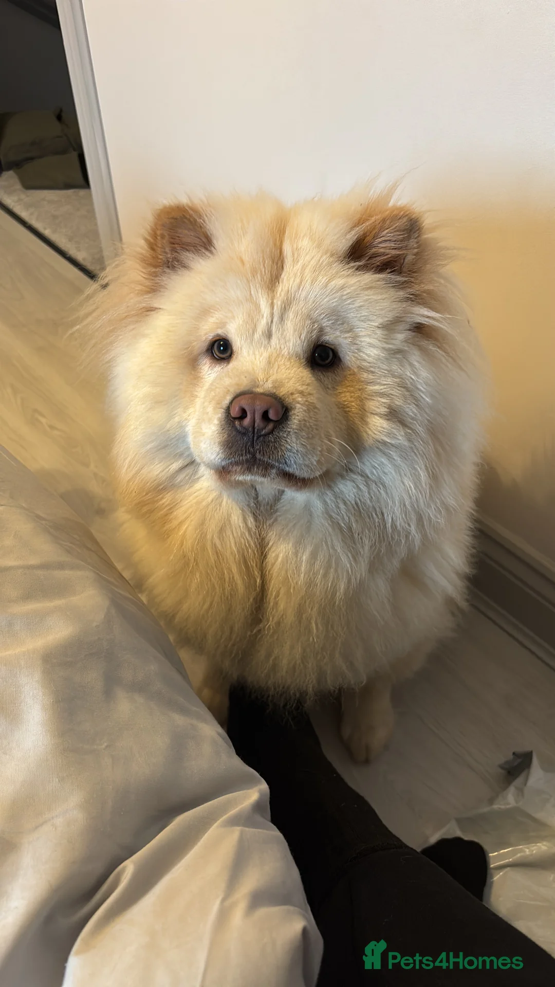 Chow Chow dogs for sale: Female chow chow  - Advert 6