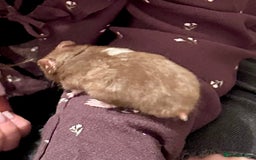 Hamster rodents for sale: Syrian Hamster - Image 2