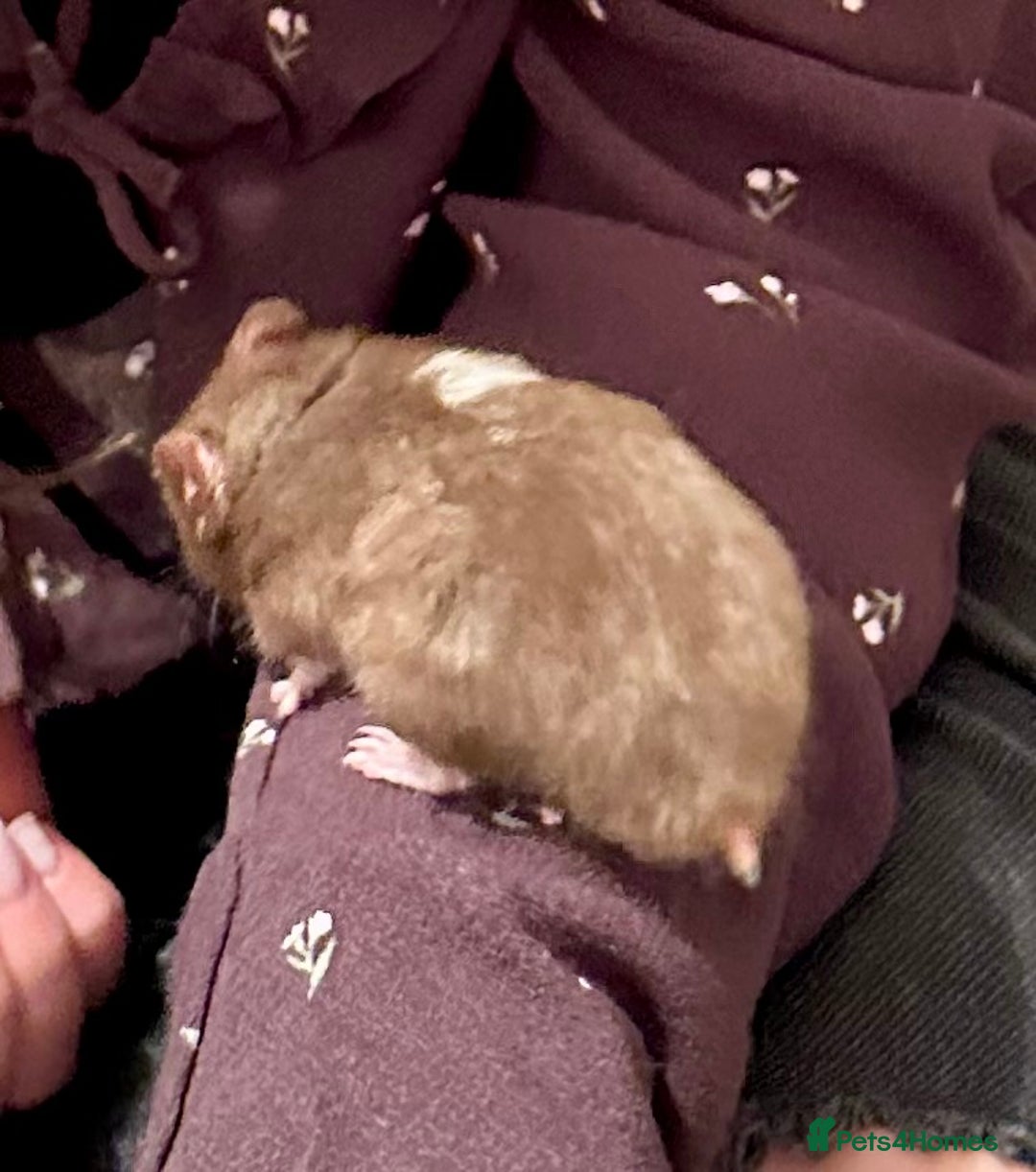 Hamster rodents for sale: Syrian Hamster - Image 2