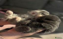 Mini Lop rabbits for sale: Extremely friendly mini lop babies for sale  - Image 19