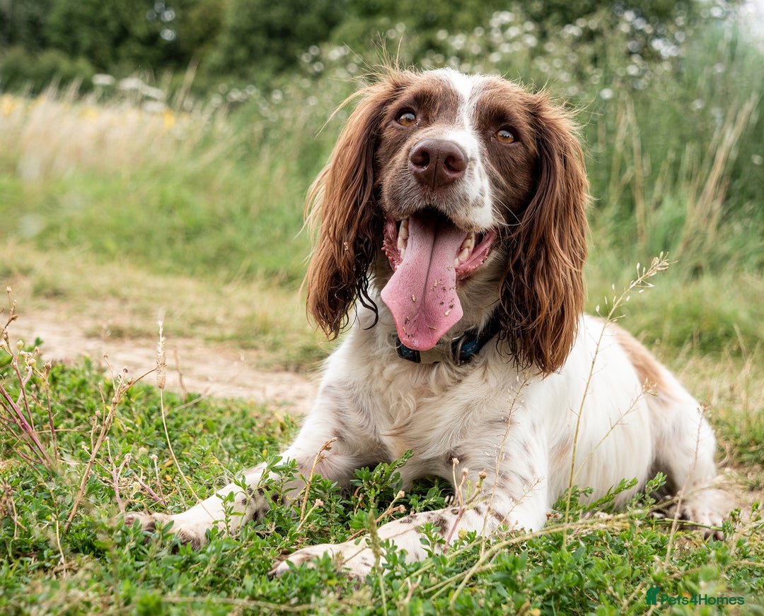 Cocker Spaniel dogs for sale: Cocker spaniel girl for sale  - Image 4