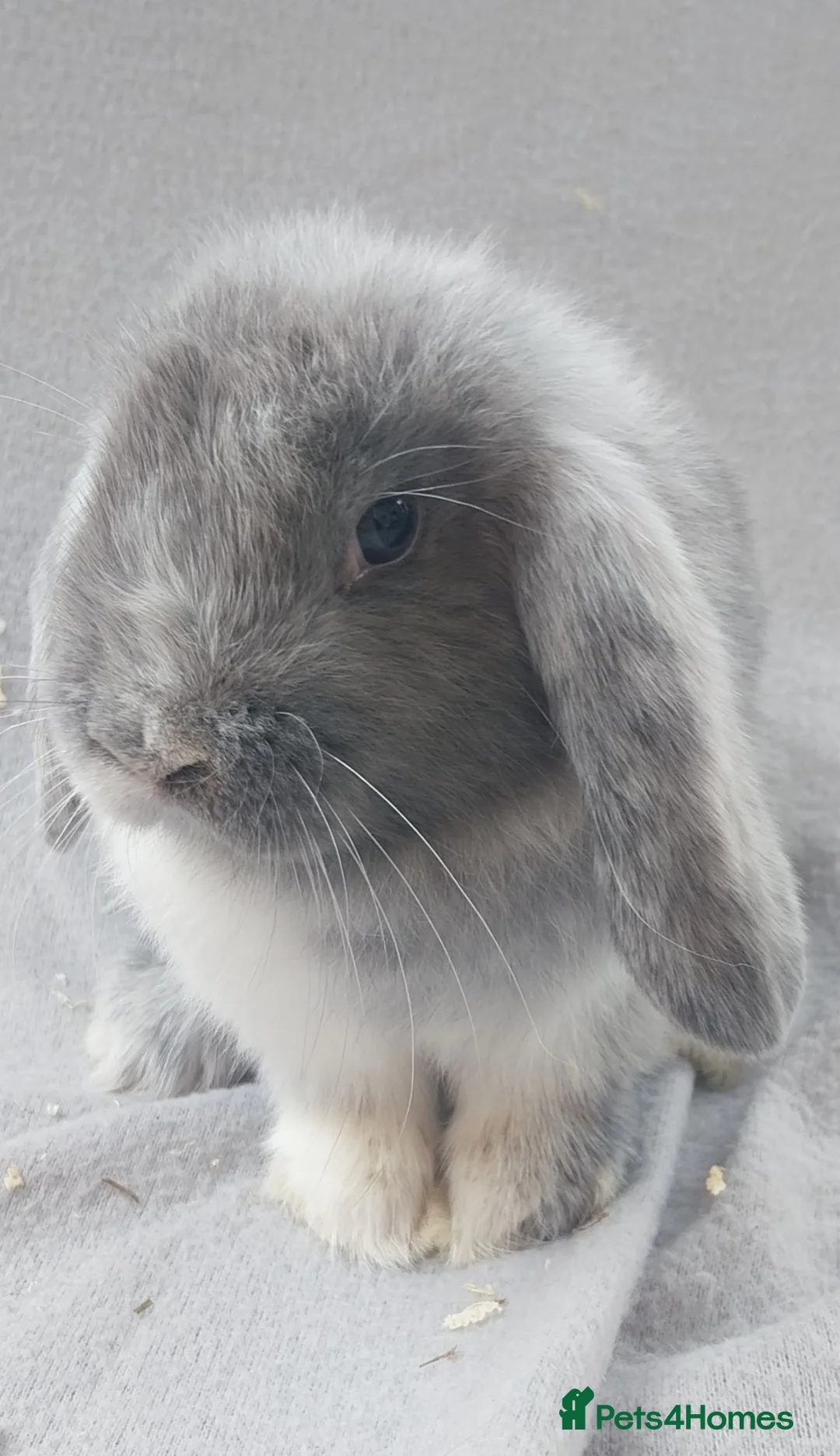 Mini Lop rabbits for sale: Baby Mini Lops  - Advert 5