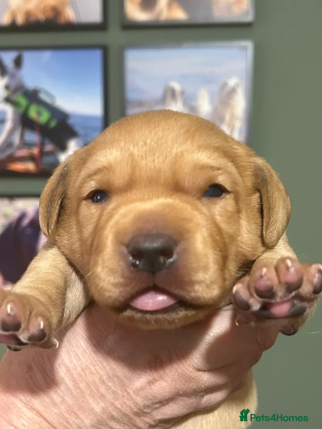 Labrador Retriever dogs for sale: KC REG FOX RED LABRADOR PUPPIES  - Advert 6