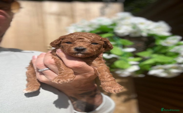 Toy Poodle dogs - Advert 16