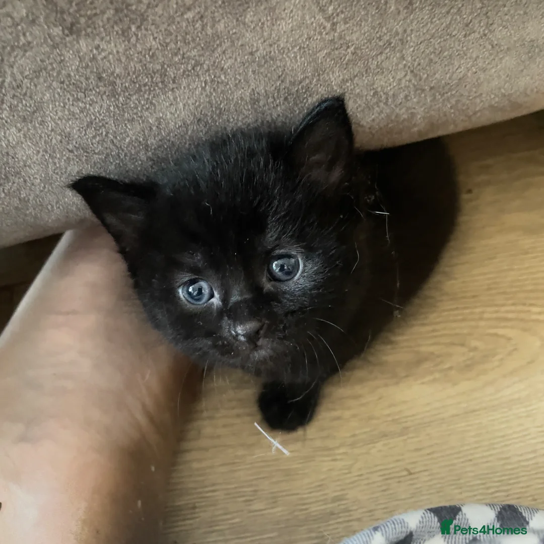 Domestic Shorthair cats for sale: 4 black 1 tabby  - Advert 1