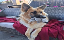 German Shepherd dogs for sale: Medium/long haired German shepherd puppies  - Image 35