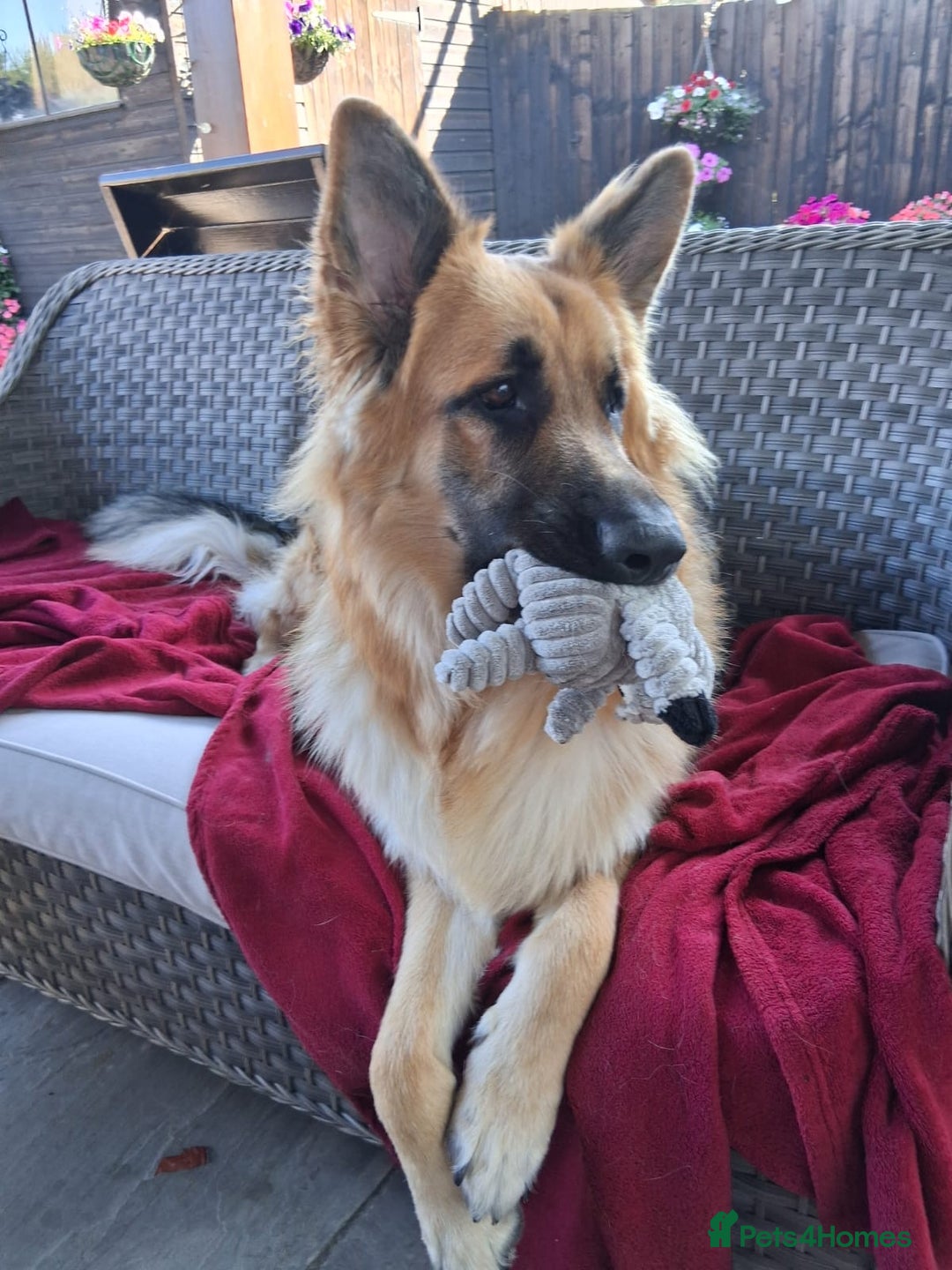 German Shepherd dogs for sale: Medium/long haired German shepherd puppies  - Image 35