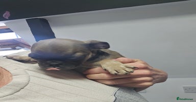 Pug dogs - Advert 8