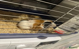 Guinea Pig rodents for sale: Male guinea pigs - Image 10