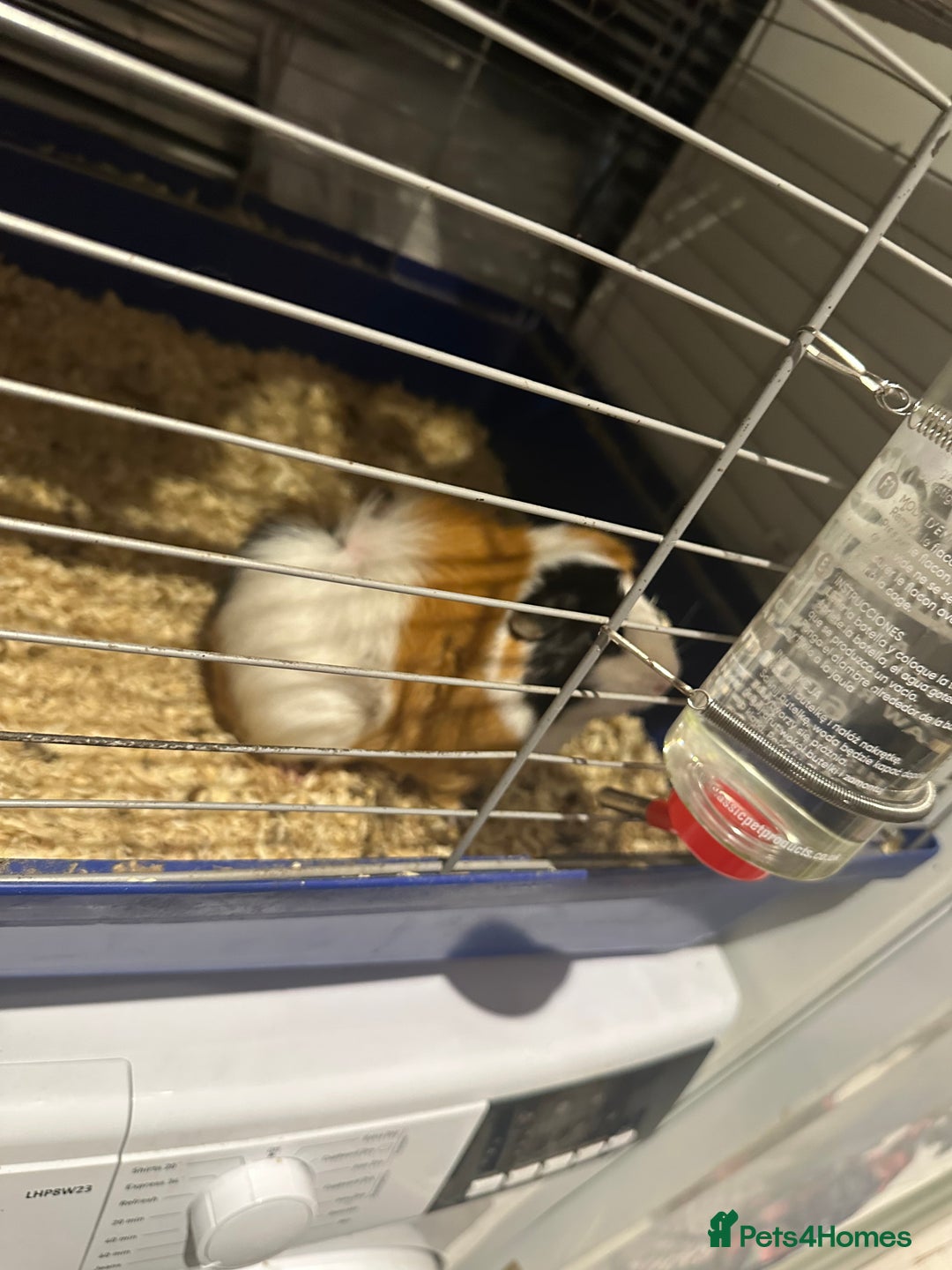 Guinea Pig rodents for sale: Male guinea pigs - Image 10