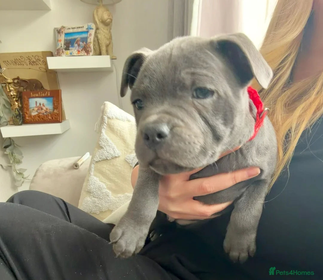 Staffordshire Bull Terrier dogs for sale: Only 1 available ; Blue Staffordshire bullterrier - Advert 34