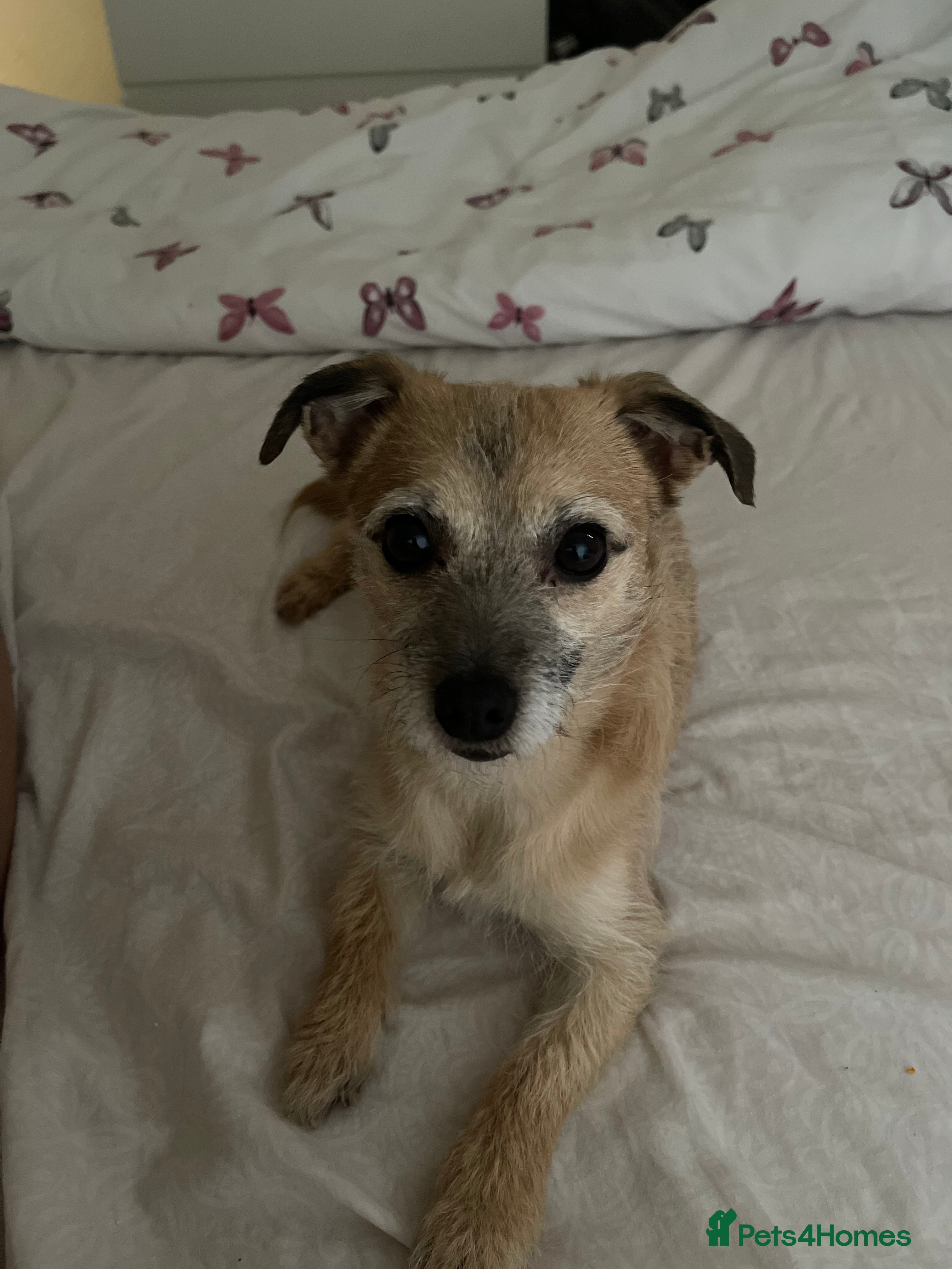Mixed Breed dogs Dog for adoption  - Advert 18