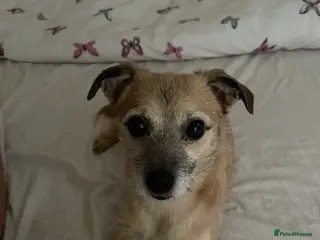 Mixed Breed dogs Dog for adoption - Advert 1