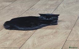 Bombay cats for sale: Black Female Cat - Image 4