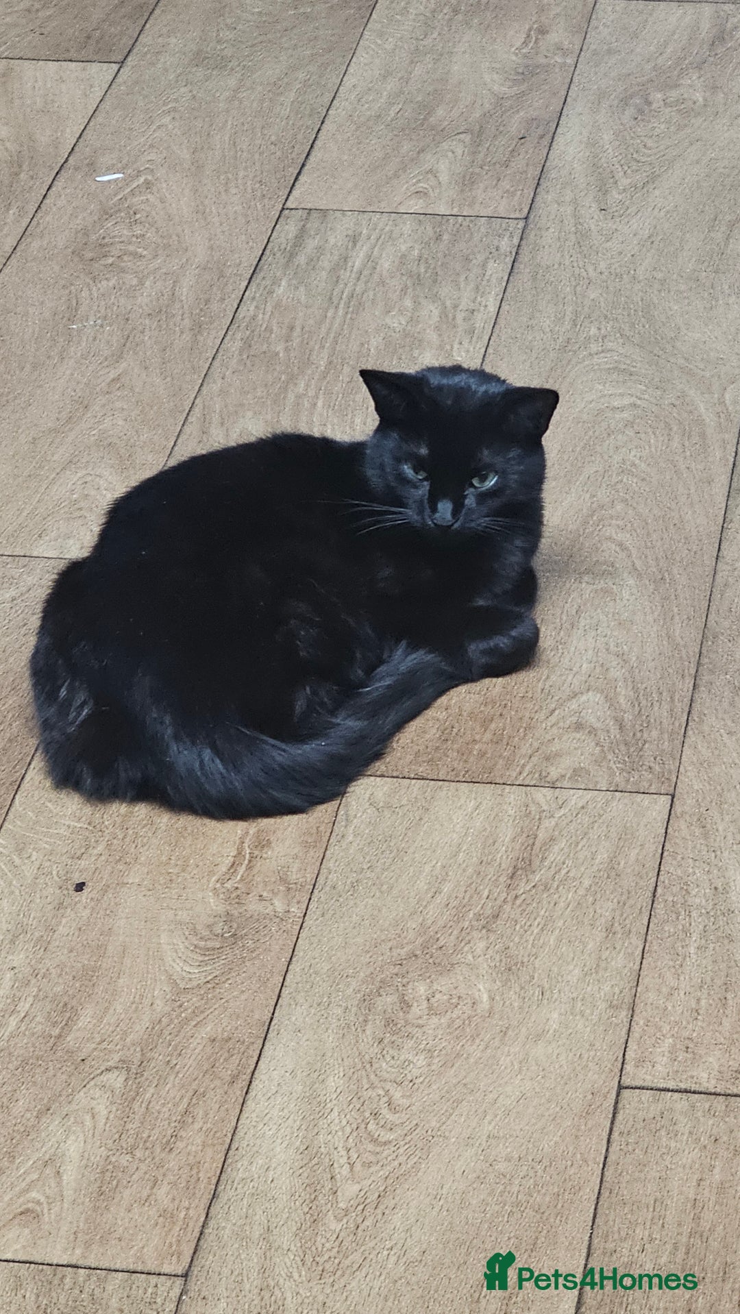 Bombay cats for sale: Black Female Cat - Image 4
