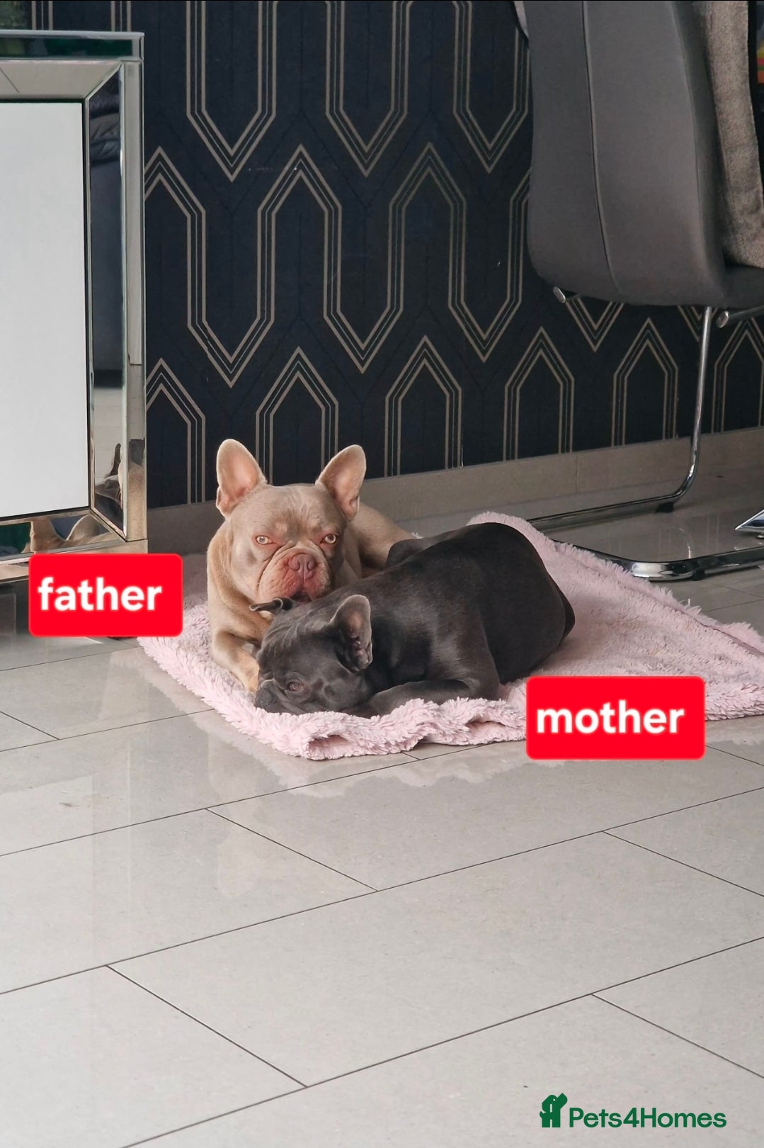 French Bulldog dogs French bulldog - Advert 7