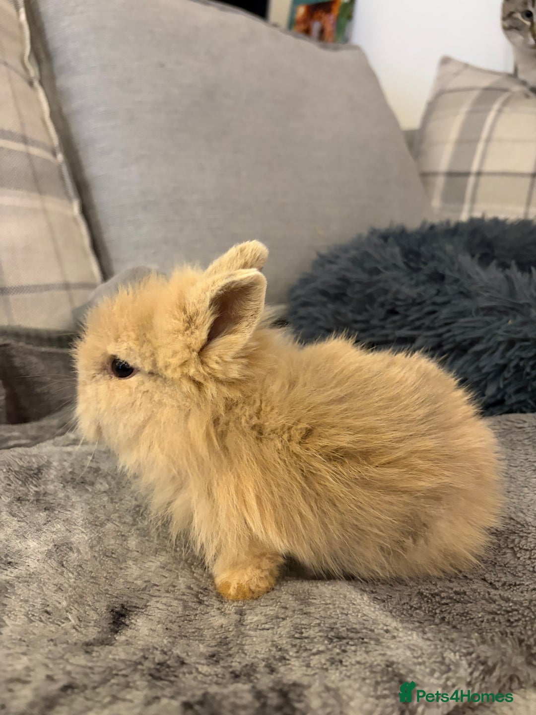 Lionhead rabbits for sale: Double maned lion head bunnies for sale  - Advert 7