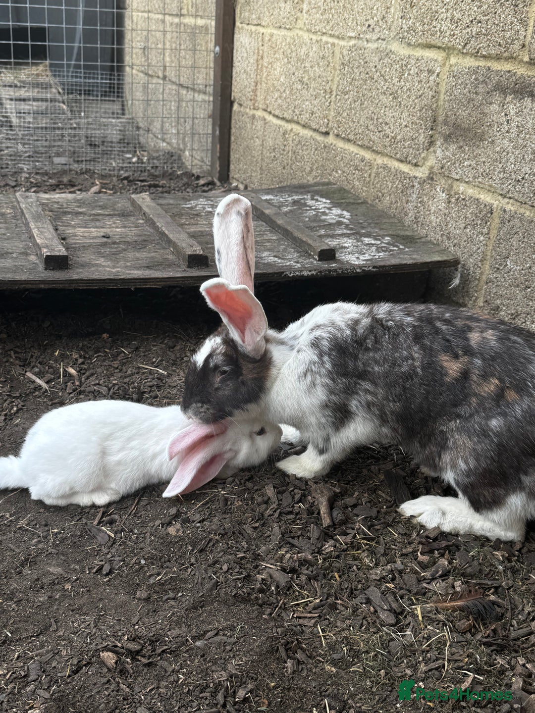Continental Giant rabbits for sale: Pure continental giant rabbits - Image 12