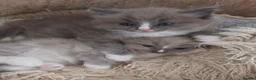 Ragdoll cats for sale: RAGDOLL ❤️  STOPPERS - Advert 3