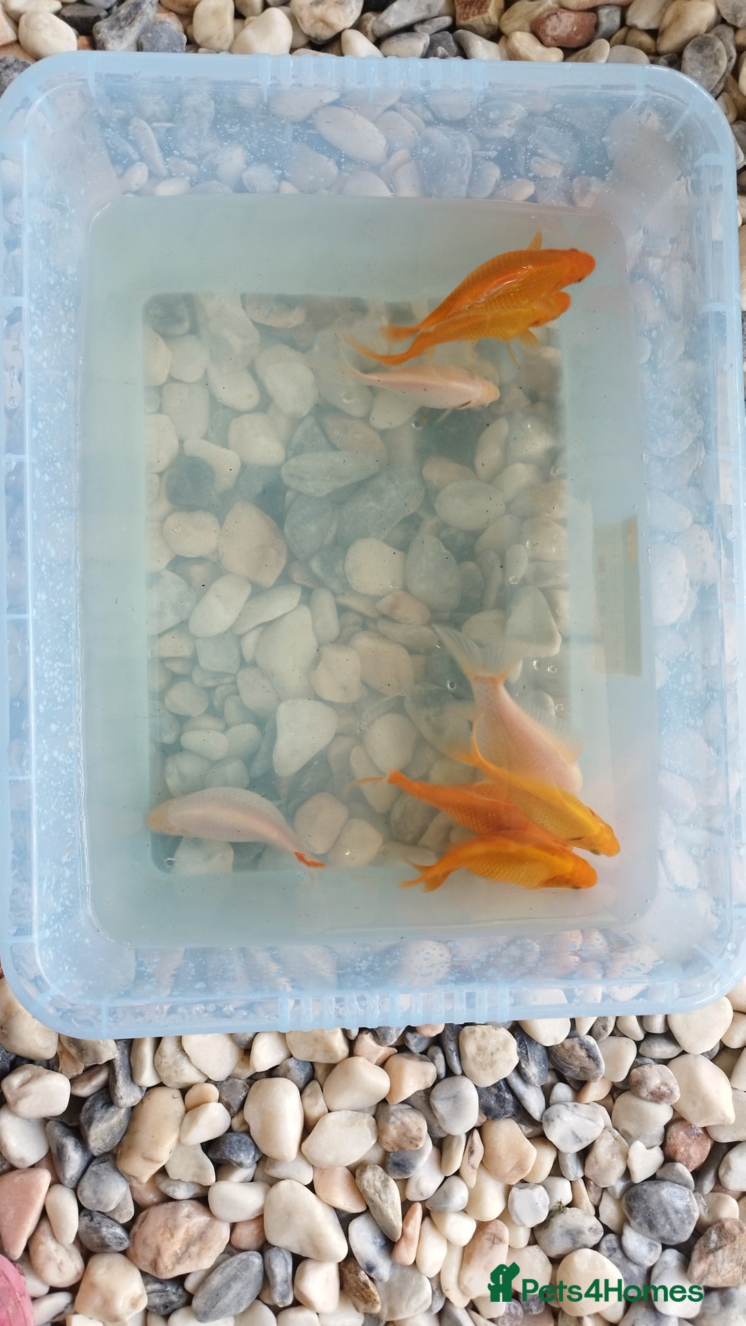 Goldfish fish for sale: FREE Pond Goldfish (20) - Image 5