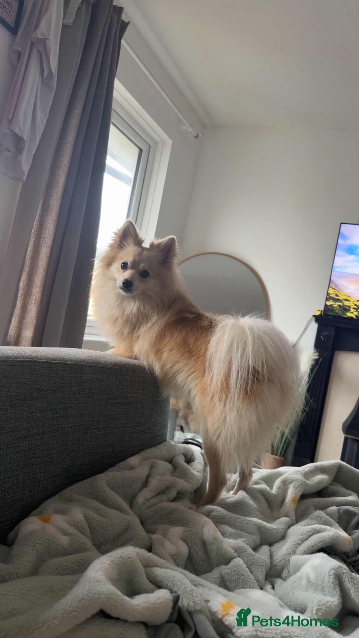 Mixed Breed dogs Gorgeous Pomeranian for sale - Advert 1