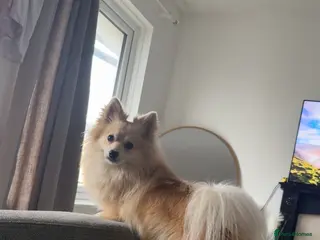 Mixed Breed dogs Gorgeous Pomeranian for sale - Advert 1