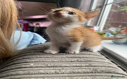 Mixed Breed cats for sale: 2 beautiful ginger male cats - Image 3