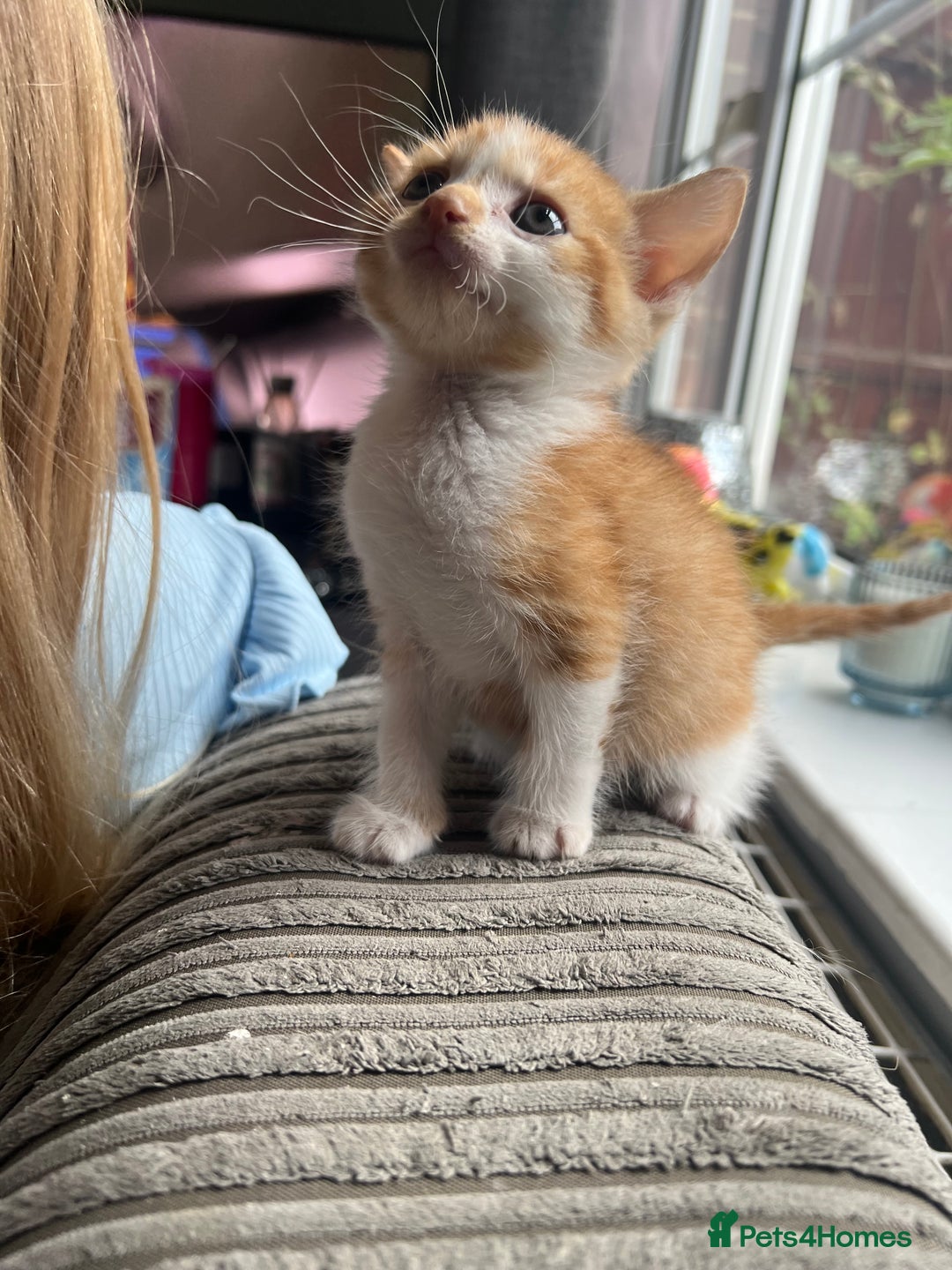 Mixed Breed cats for sale: 2 beautiful ginger male cats - Image 3