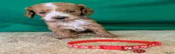 Cockapoo dogs for sale: Beautiful F1Cockapoo Puppies For Sale 🐶 - Advert 4