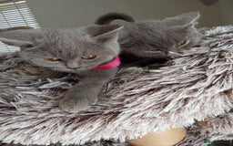 Brazilian Shorthair cats for sale: Beautiful blues Bristh short hair - Image 19
