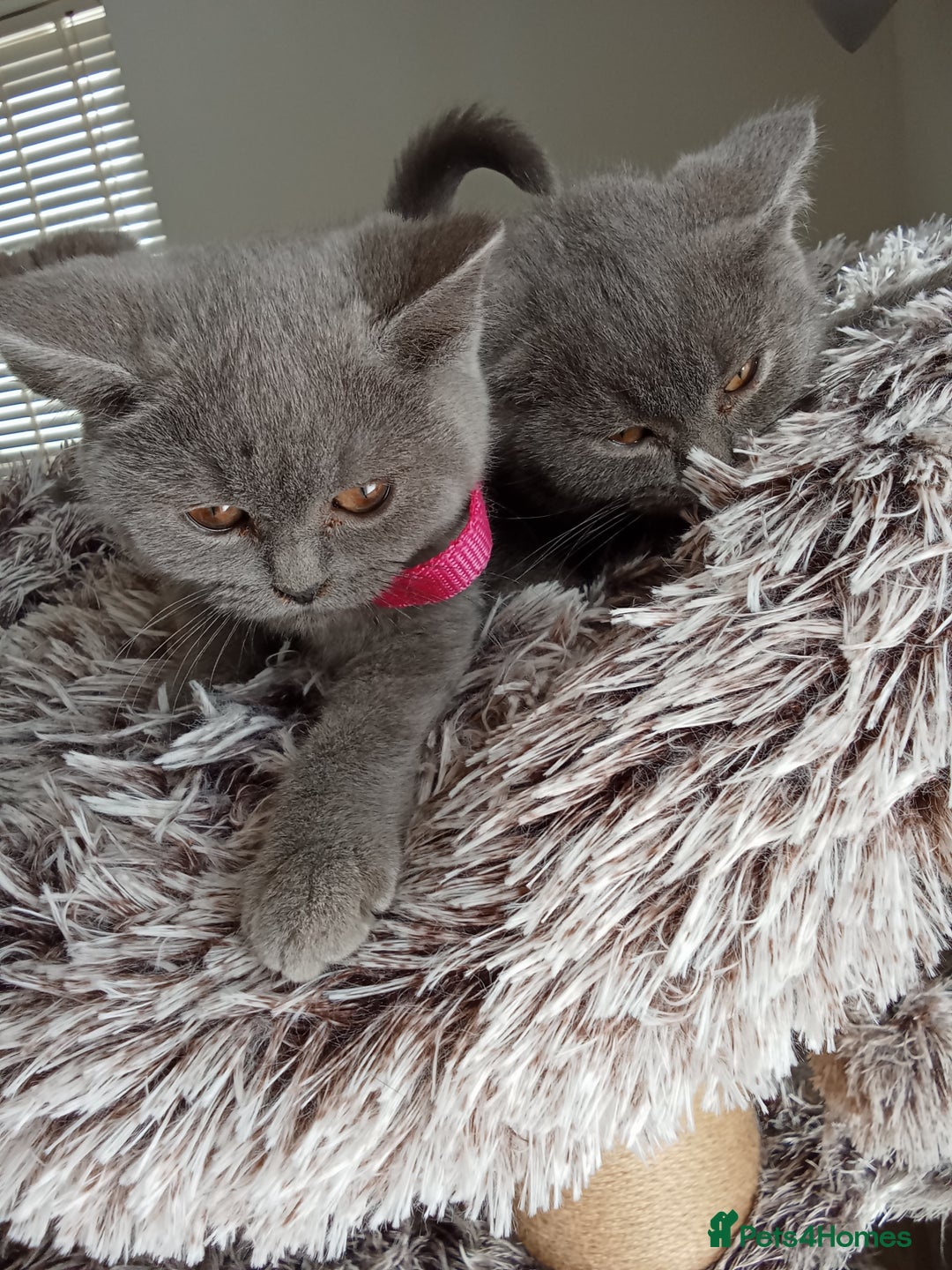 Brazilian Shorthair cats for sale: Beautiful blues Bristh short hair - Image 19
