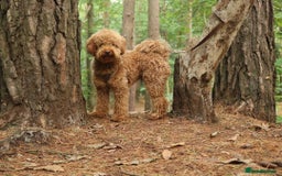 Cavapoo dogs for sale: Red & apricot health tested cavapoo puppies  - Image 15