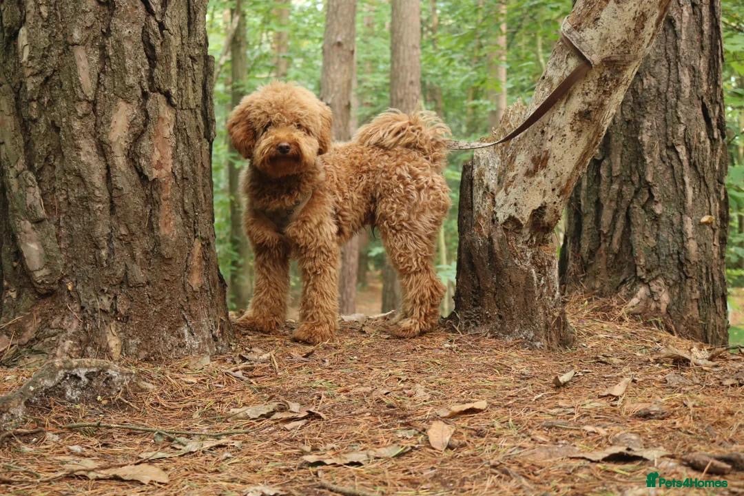 Cavapoo dogs for sale: Red & apricot health tested cavapoo puppies  - Image 15