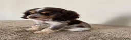 Cocker Spaniel dogs for sale: Kc registered show type spaniels  - Advert 6
